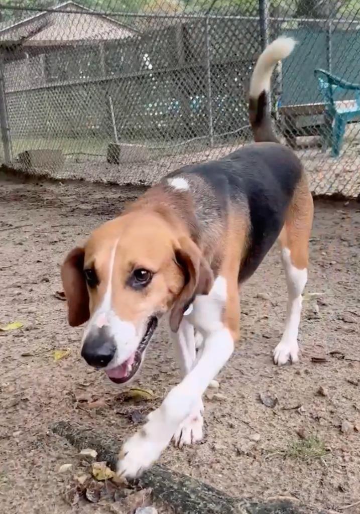 Enlarge Apollo, a Adoptable Hound in Hampton, VA image 1/4