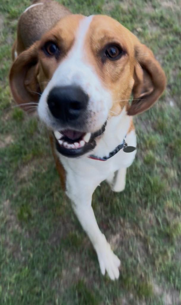 Apollo, a Adoptable Hound in Hampton, VA image 4/5