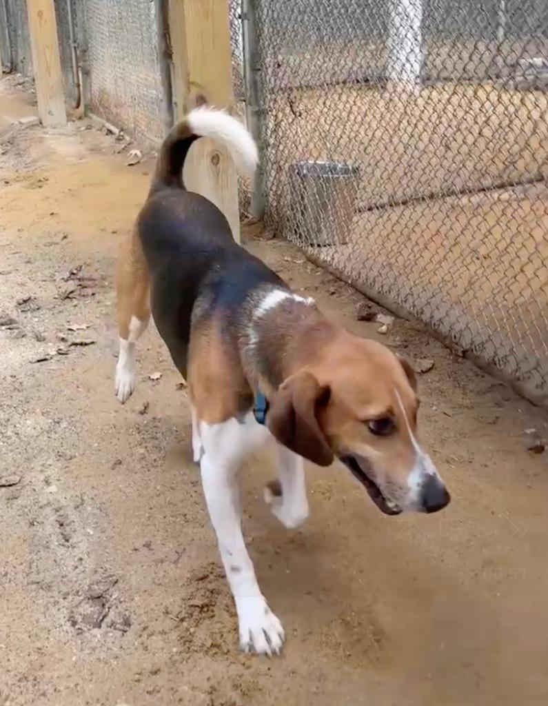 Enlarge Apollo, a Adoptable Hound in Hampton, VA image 2/4