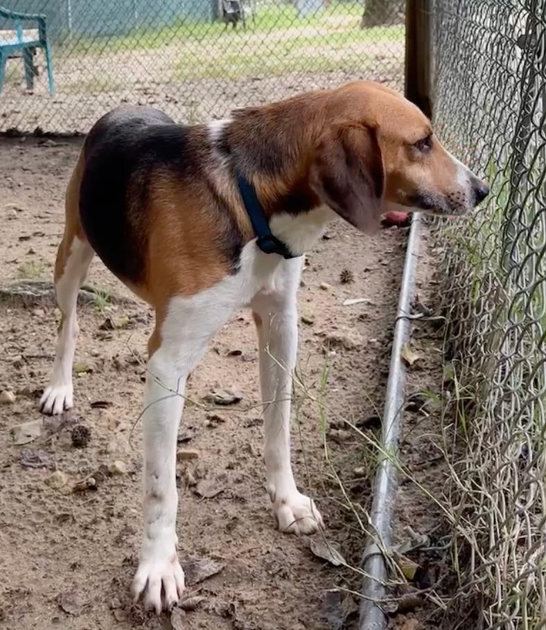 Enlarge Apollo, a Adoptable Hound in Hampton, VA image 4/4