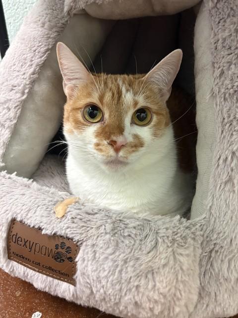Enlarge GALAPAGOS, a Adoptable Domestic Short Hair in Louisville, KY image 1/1