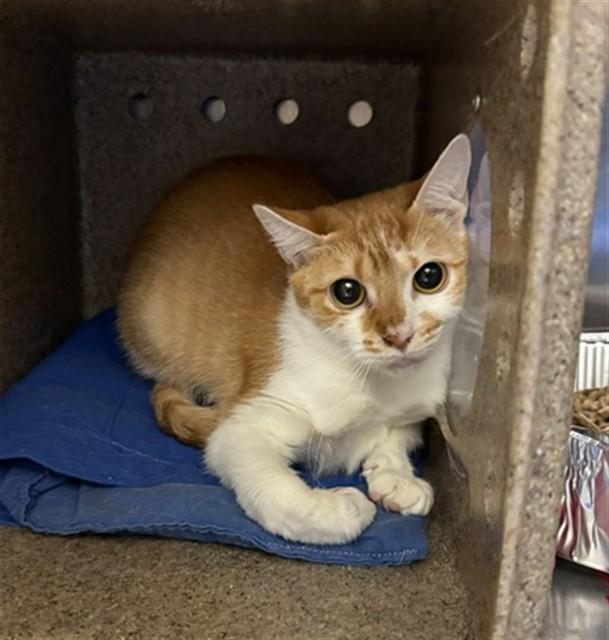 Enlarge GALAPAGOS, a Adoptable Domestic Short Hair in Louisville, KY image 1/1