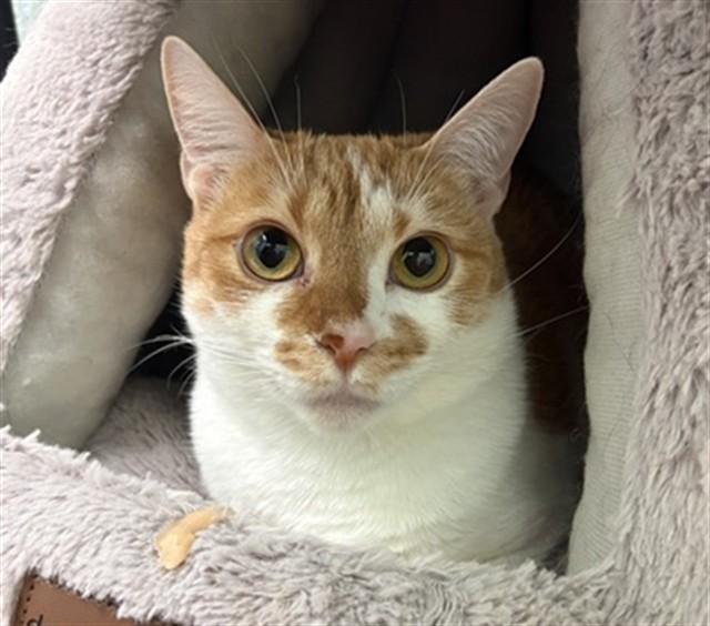 GALAPAGOS, Adoptable, Young Female Domestic Short Hair.