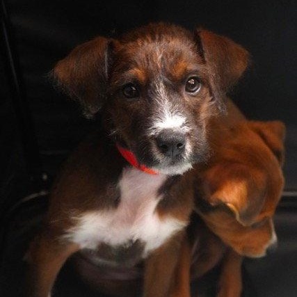 Isla, Adoptable, Puppy Female Terrier.