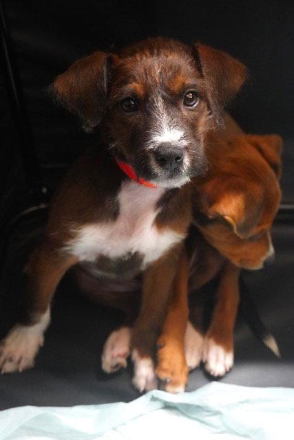 Enlarge Isla, a Adoptable Terrier in Lake Hopatcong, NJ image 1/3