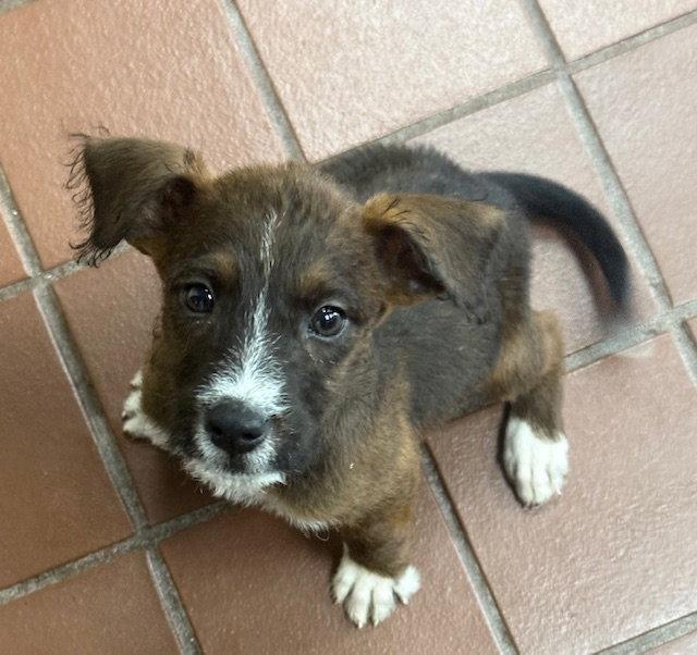 Enlarge Isla, a Adoptable Terrier in Lake Hopatcong, NJ image 3/3