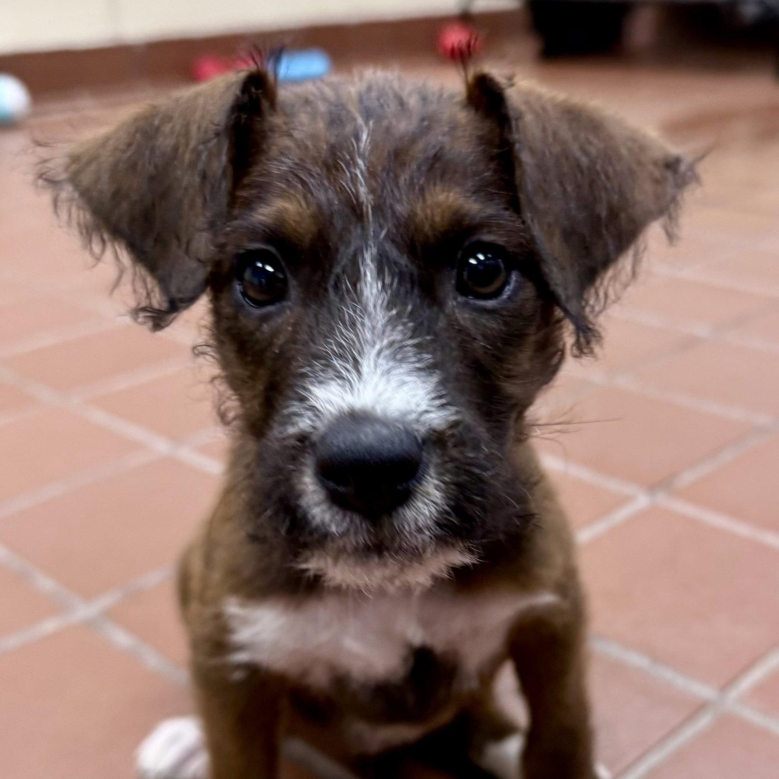 Isla, Adoptable, Puppy Female Terrier.