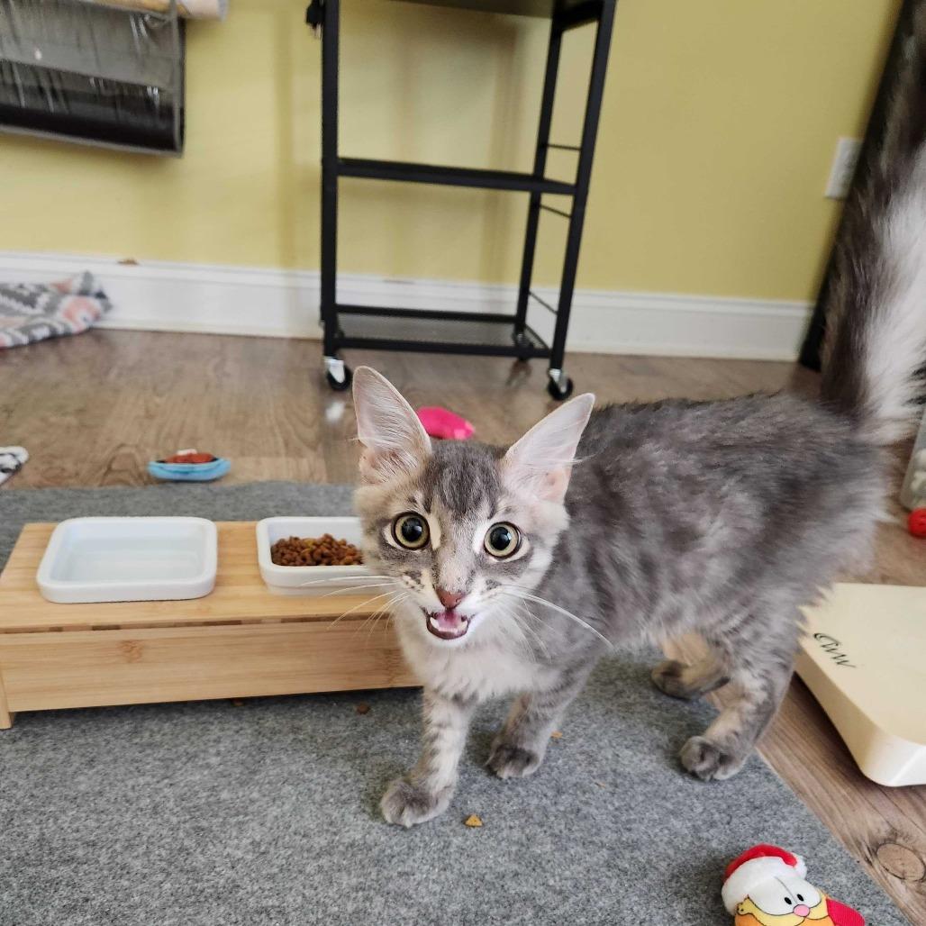 Jackson, Adoptable, Young Male Domestic Medium Hair.