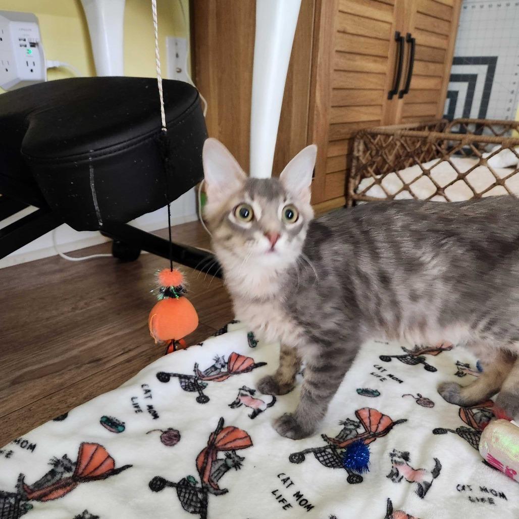 Enlarge Jackson, a Adoptable Domestic Medium Hair in Valdosta , GA image 2/2