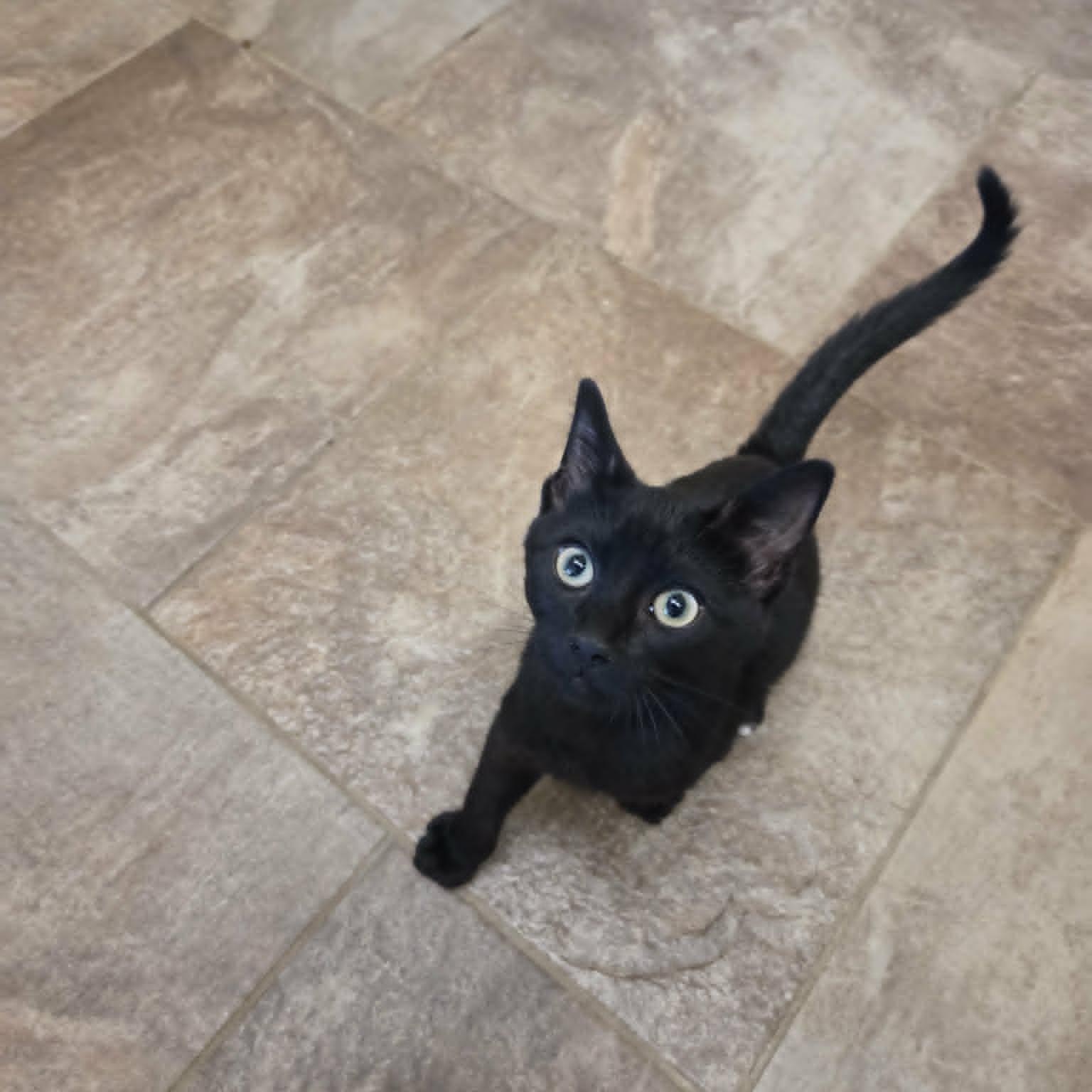 Kieran, ADOPTABLE, Young Male Domestic Short Hair.