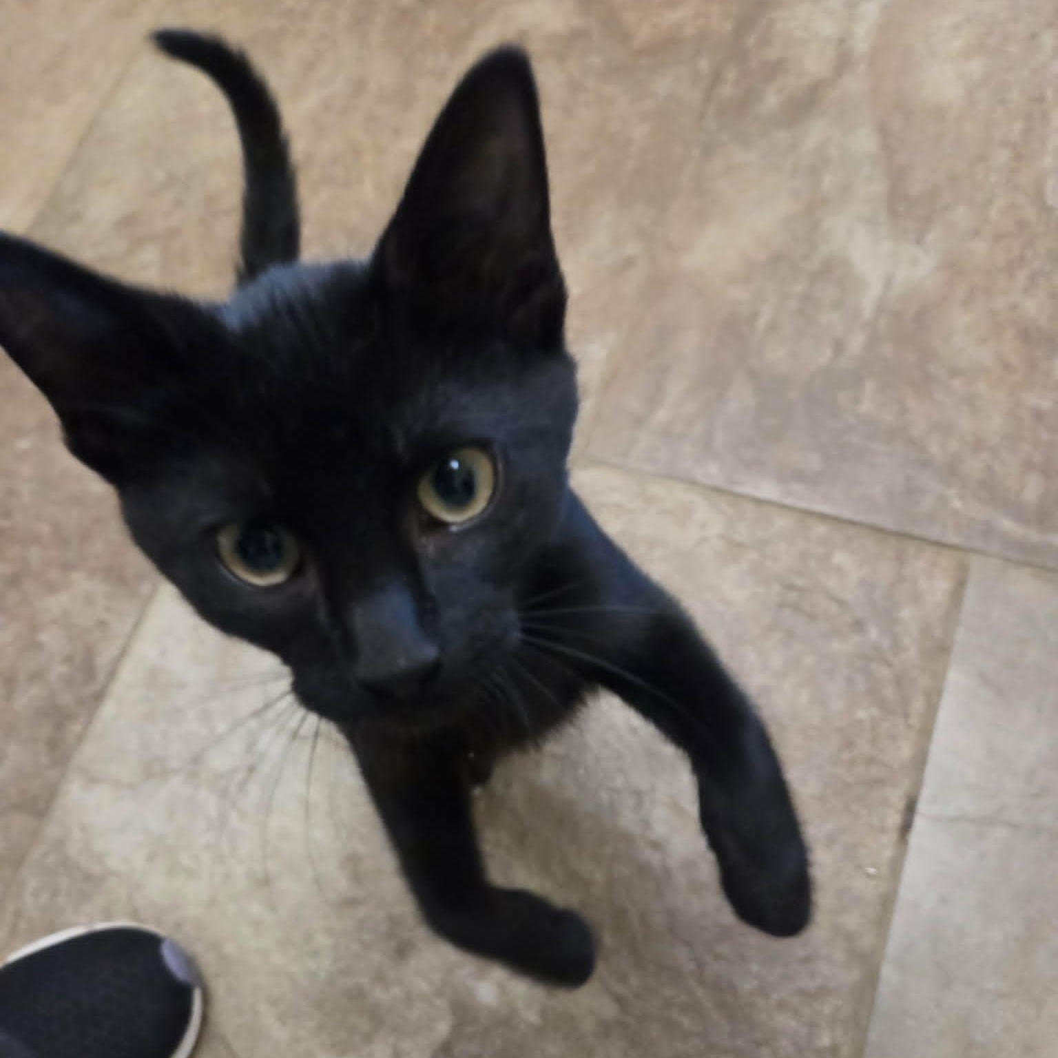 Kieran, a ADOPTABLE Domestic Short Hair in Lancaster, KY image 2/2