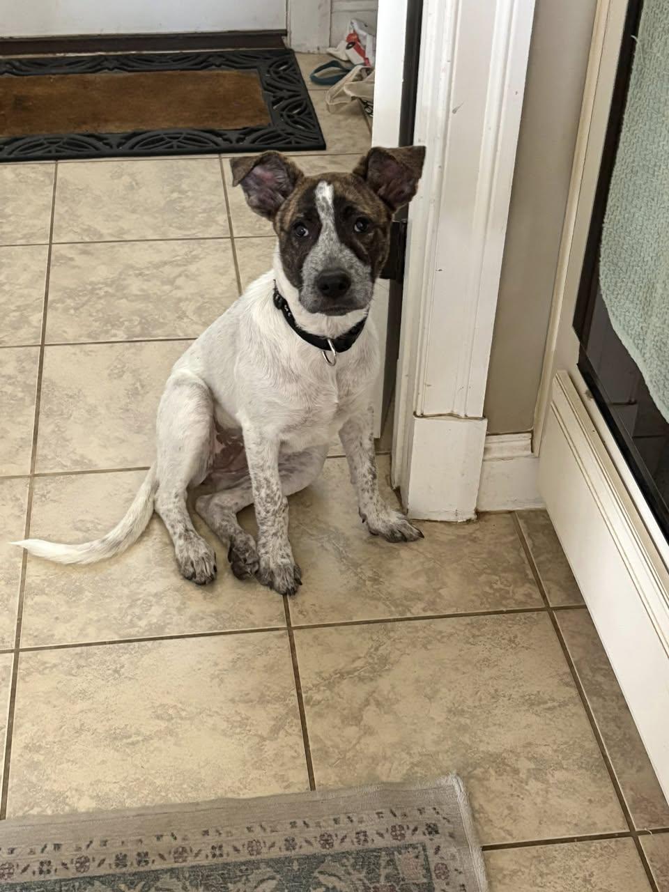 Peeps, Adopted, Puppy Female Great Pyrenees.