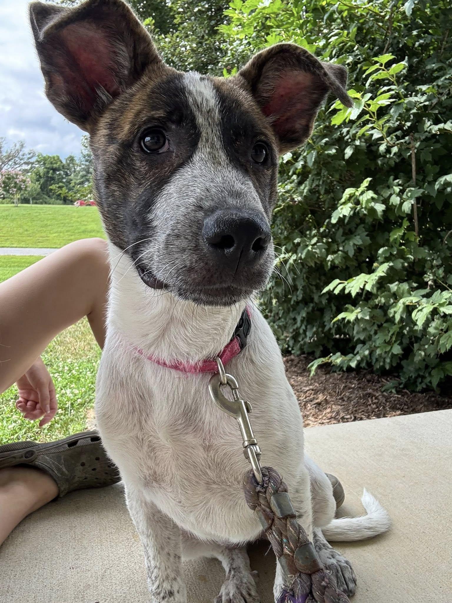 Peeps, a Adopted Great Pyrenees in Chambersburg, PA image 2/3