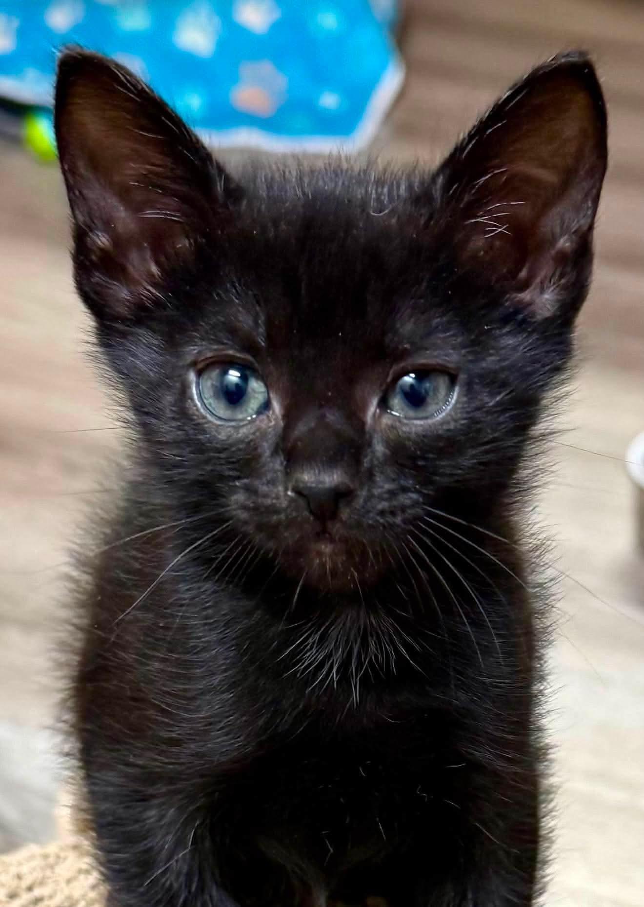 Lucas - Sweet and affectionate, a Adoptable Domestic Short Hair in Caledonia, WI image 5/6