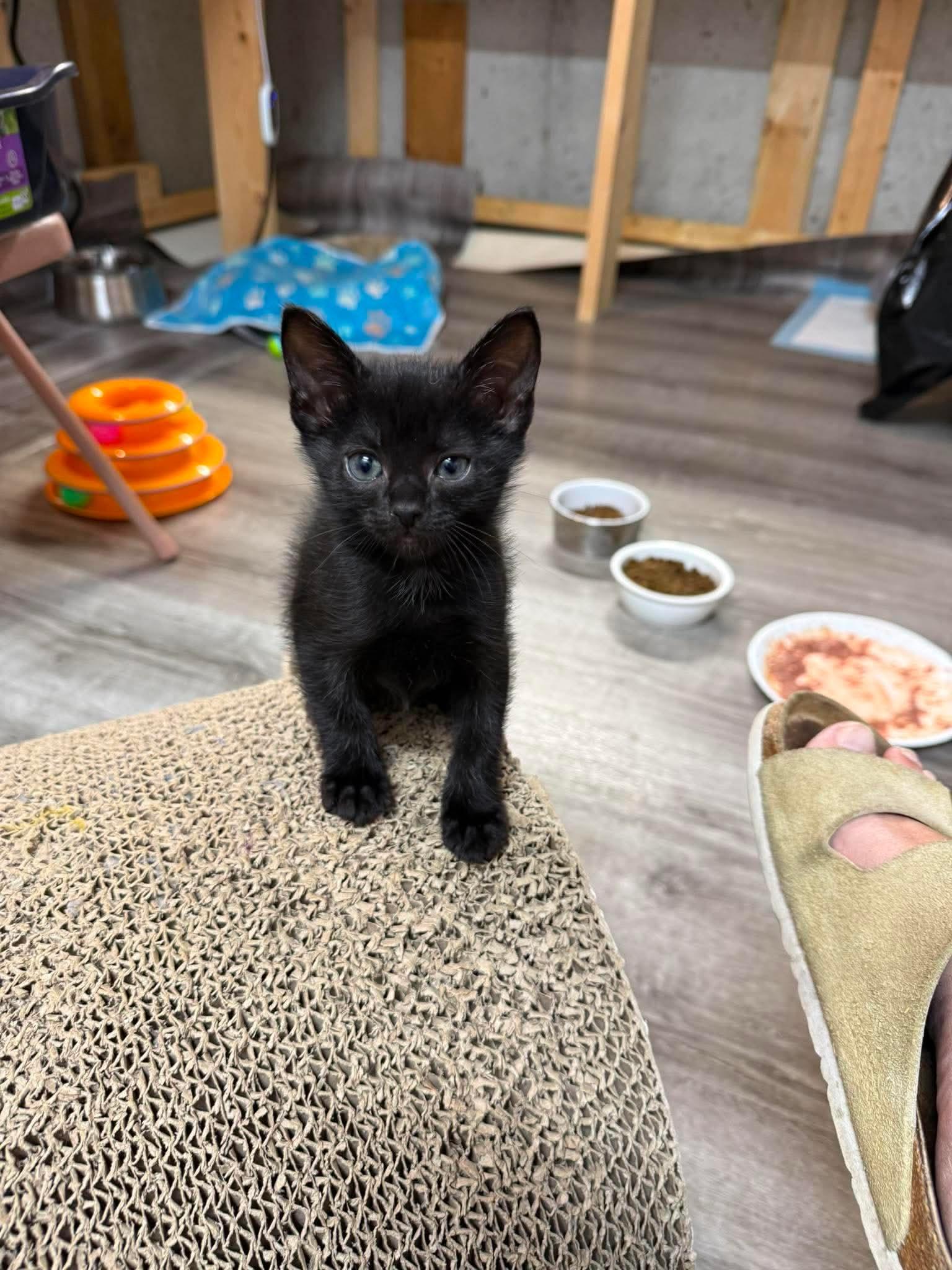 Lucas - Sweet and affectionate, a Adoptable Domestic Short Hair in Caledonia, WI image 6/6