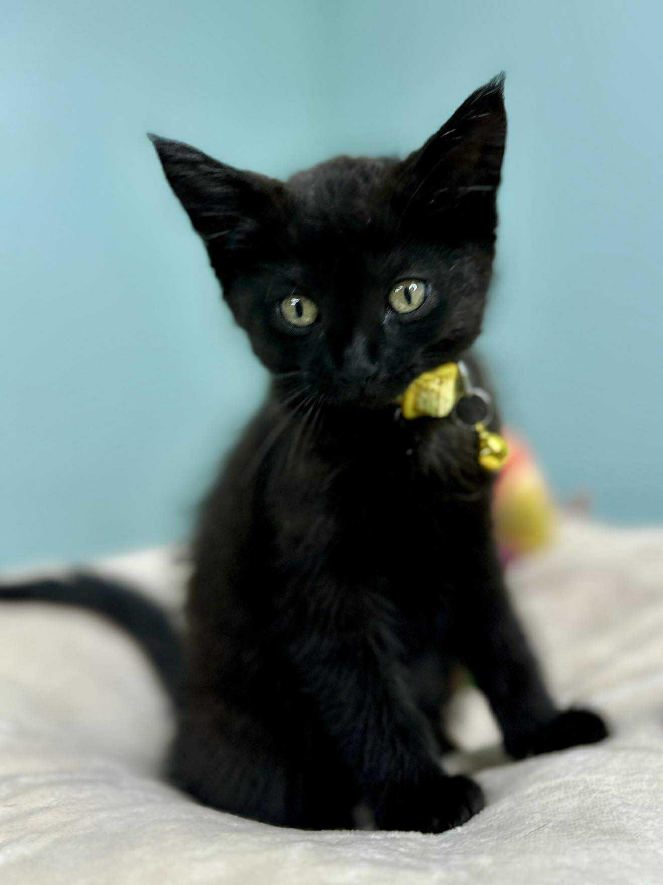 Lucas - Sweet and affectionate, a Adoptable Domestic Short Hair in Caledonia, WI image 1/6