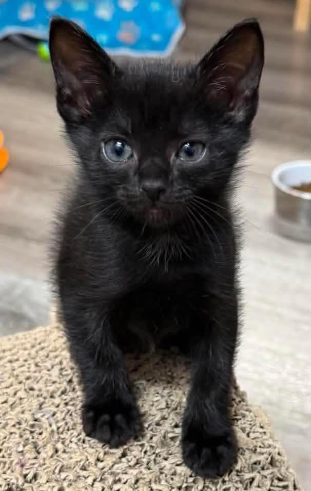 Lucas - Sweet and affectionate, a Adoptable Domestic Short Hair in Caledonia, WI image 3/6