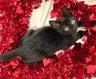 Lucas - Sweet and affectionate, a Adoptable Domestic Short Hair in Caledonia, WI image 4/6