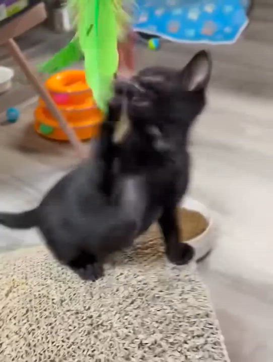 Enlarge Lucas - Sweet and affectionate, a Adoptable Domestic Short Hair in Caledonia, WI video 2/6