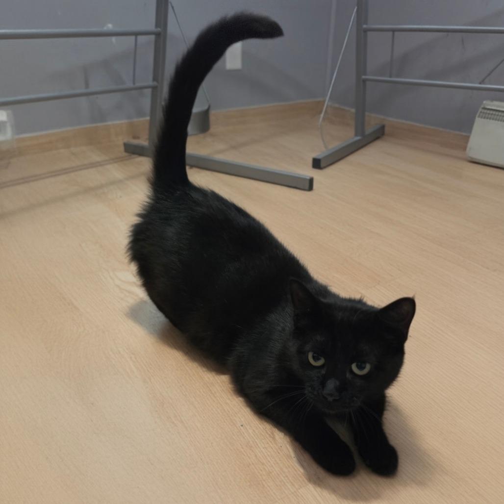 Rye, Adoptable, Young Female Domestic Short Hair.