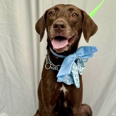 Enlarge Maki, a Adopted Chocolate Labrador Retriever in Punta Santiago, PR image 2/5