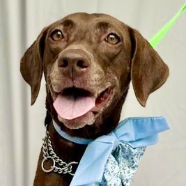 Enlarge Maki, a Adopted Chocolate Labrador Retriever in Punta Santiago, PR image 1/5