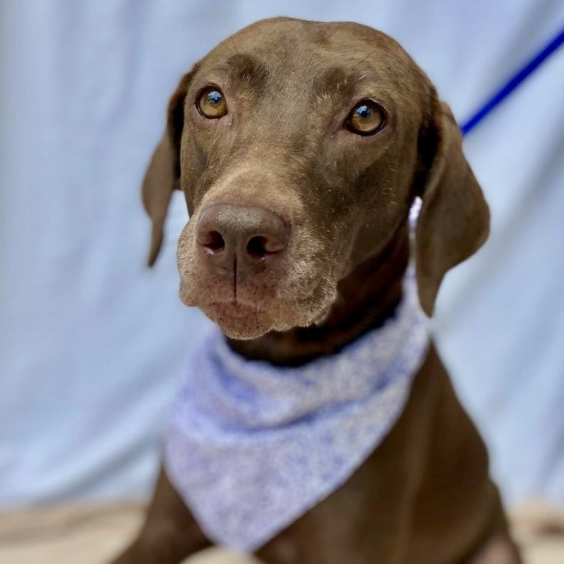 Enlarge Maki, a Adopted Chocolate Labrador Retriever in Punta Santiago, PR image 5/5