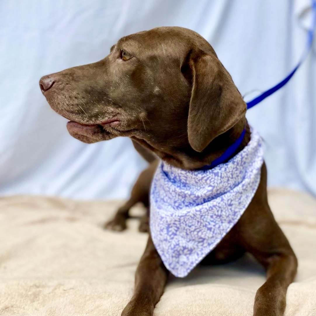 Enlarge Maki, a Adopted Chocolate Labrador Retriever in Punta Santiago, PR image 3/5