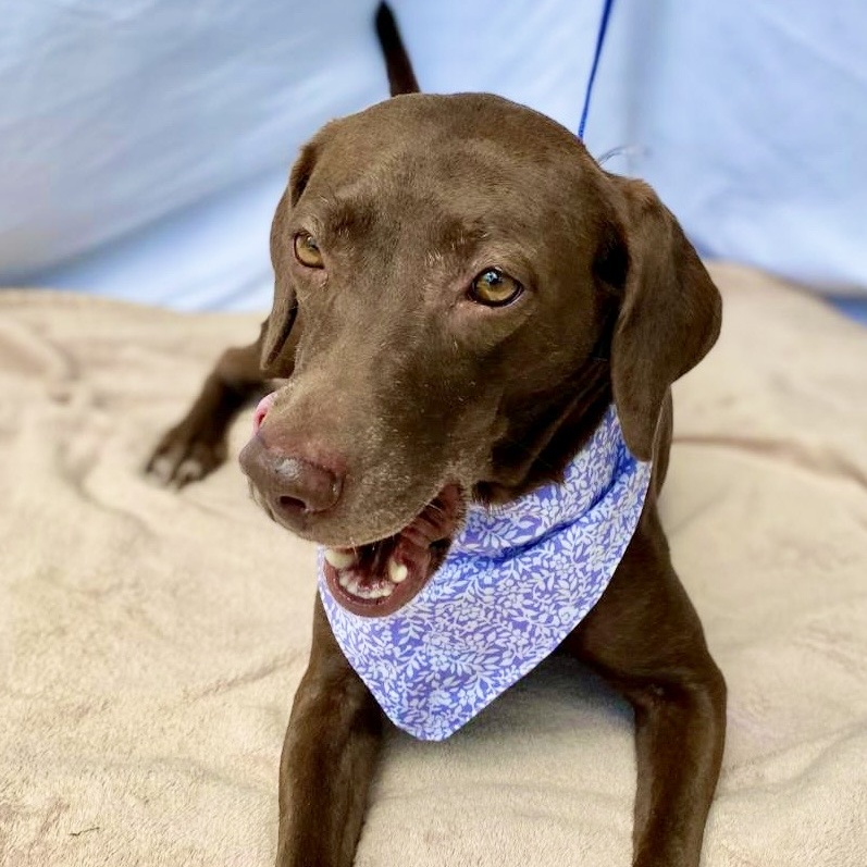 Enlarge Maki, a Adopted Chocolate Labrador Retriever in Punta Santiago, PR image 4/5