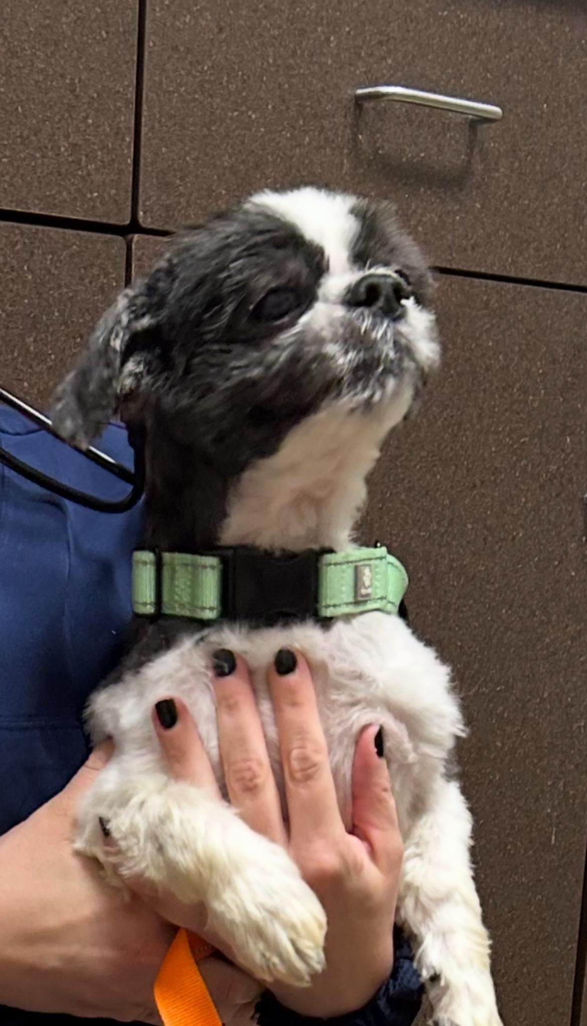 Enlarge Maseatti, a Adoptable Shih Tzu in Palisades Park, NJ image 3/6