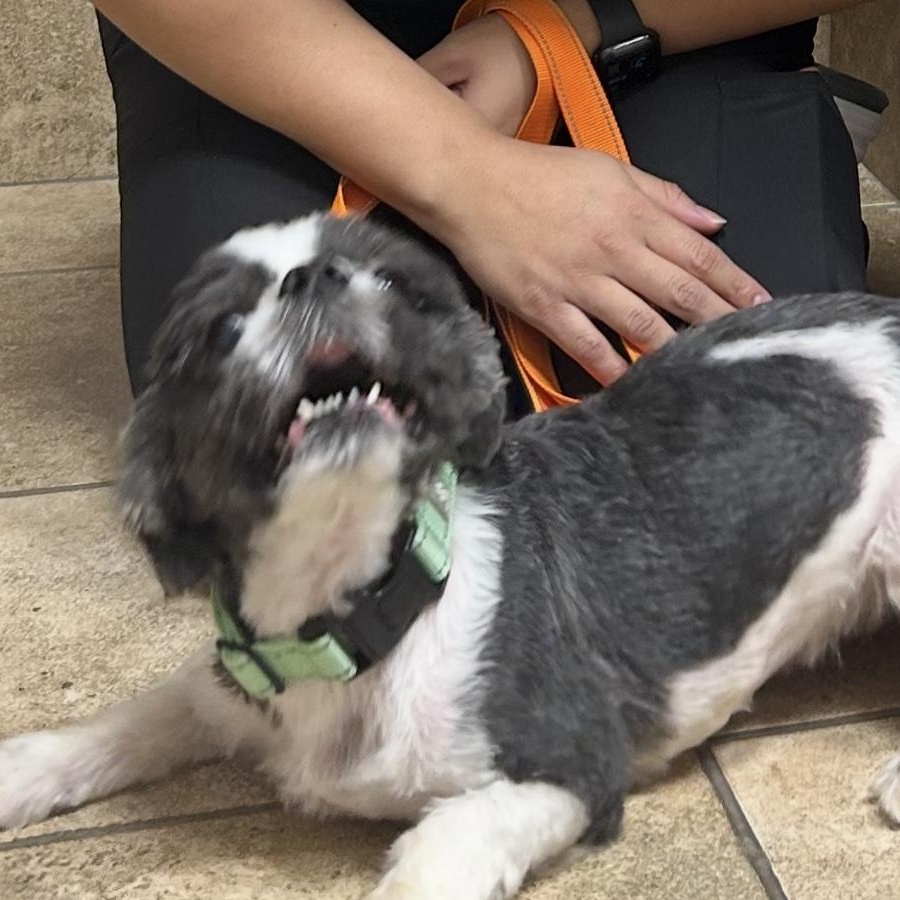 Enlarge Maseatti, a Adoptable Shih Tzu in Palisades Park, NJ image 5/6
