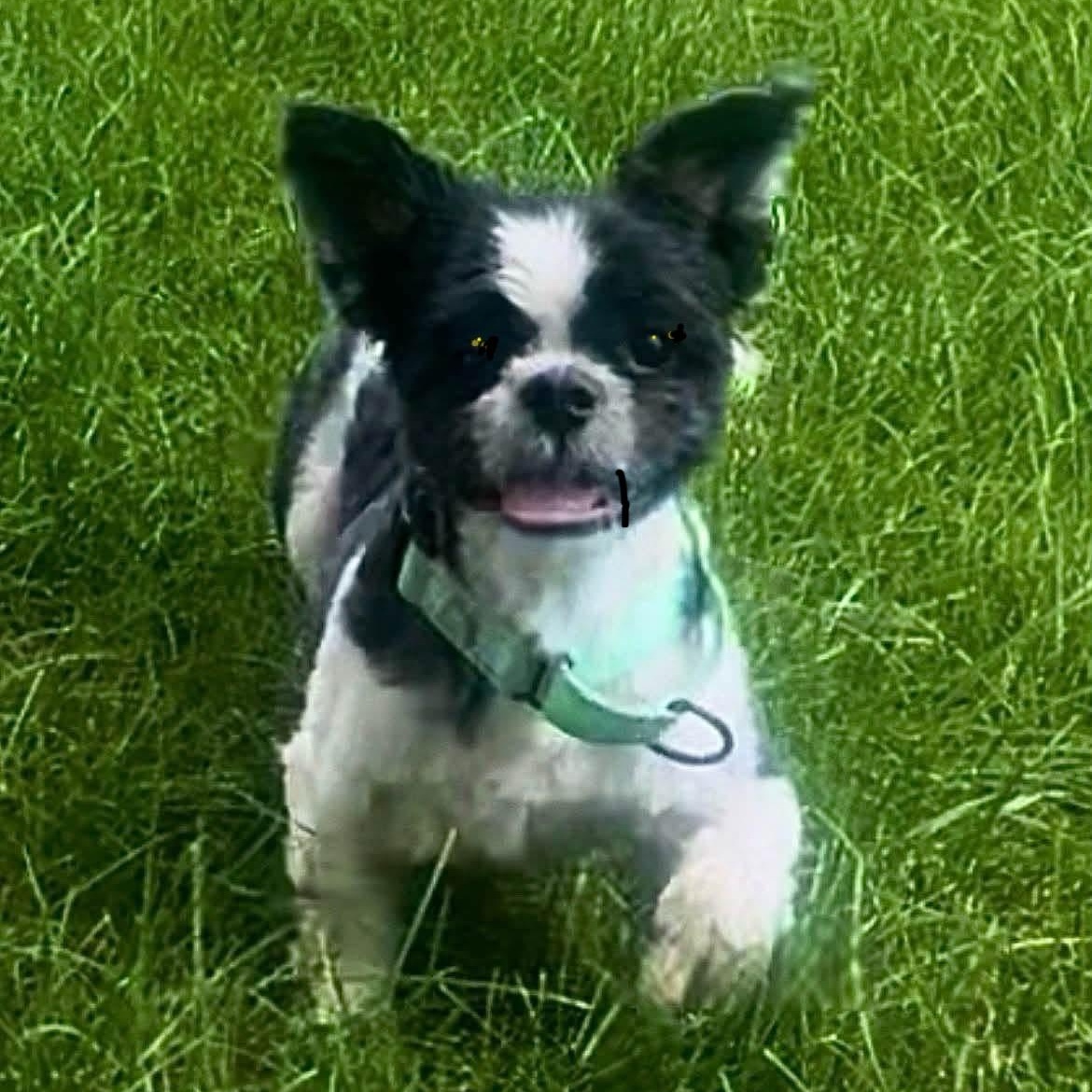 Maseatti, Adoptable, Adult Male Shih Tzu.