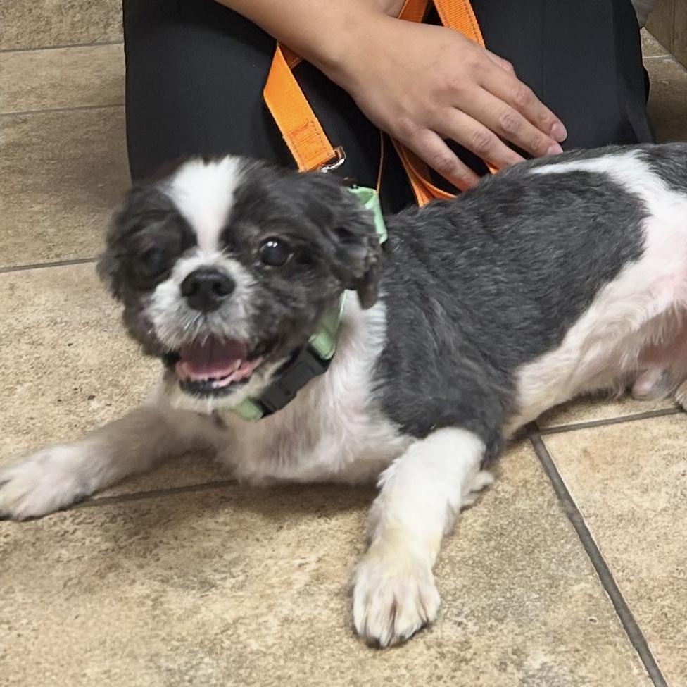 Enlarge Maseatti, a Adoptable Shih Tzu in Palisades Park, NJ image 6/6