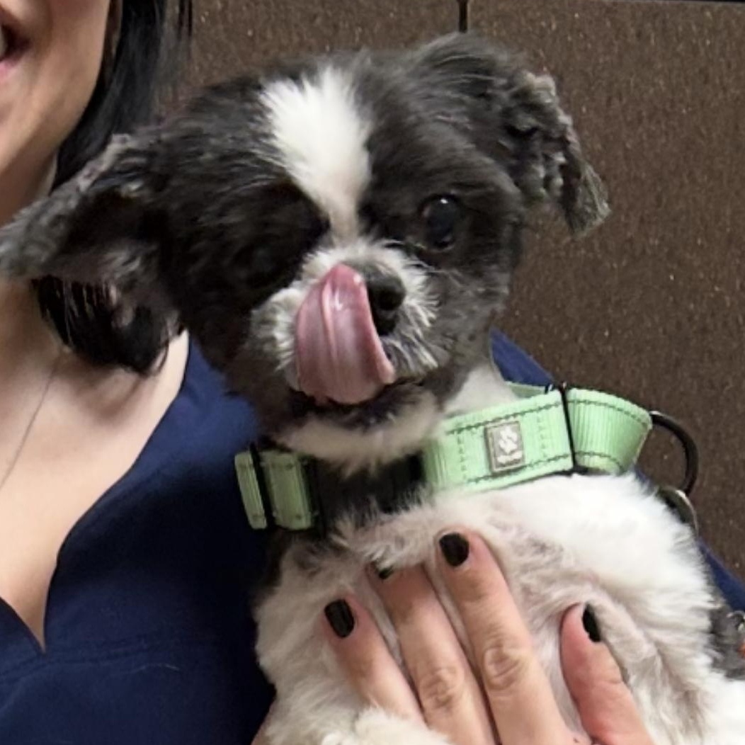 Enlarge Maseatti, a Adoptable Shih Tzu in Palisades Park, NJ image 4/6