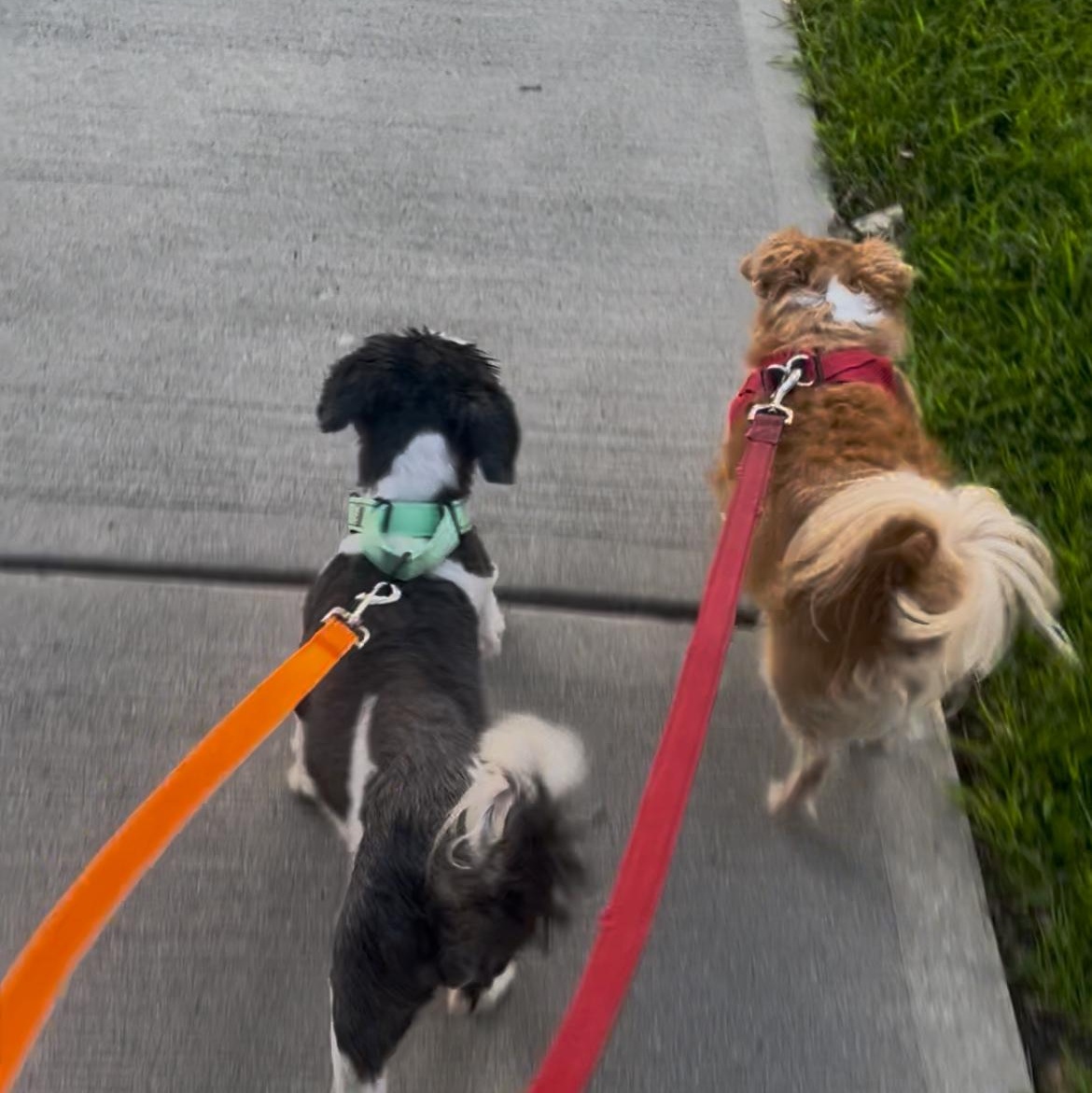 Enlarge Maseatti, a Adoptable Shih Tzu in Palisades Park, NJ image 2/6