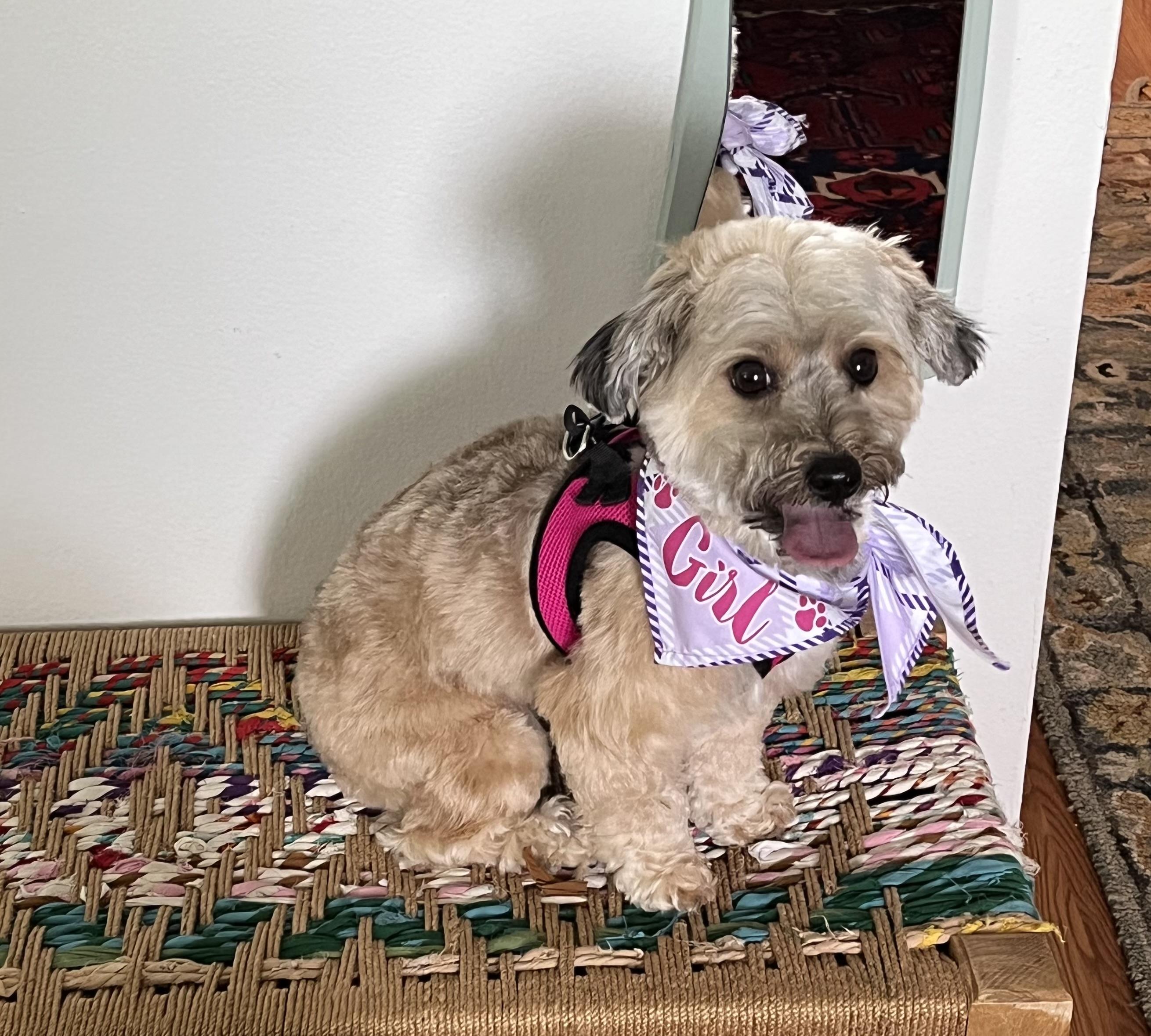 Cleo, adopted, Young Female Yorkie Poo.