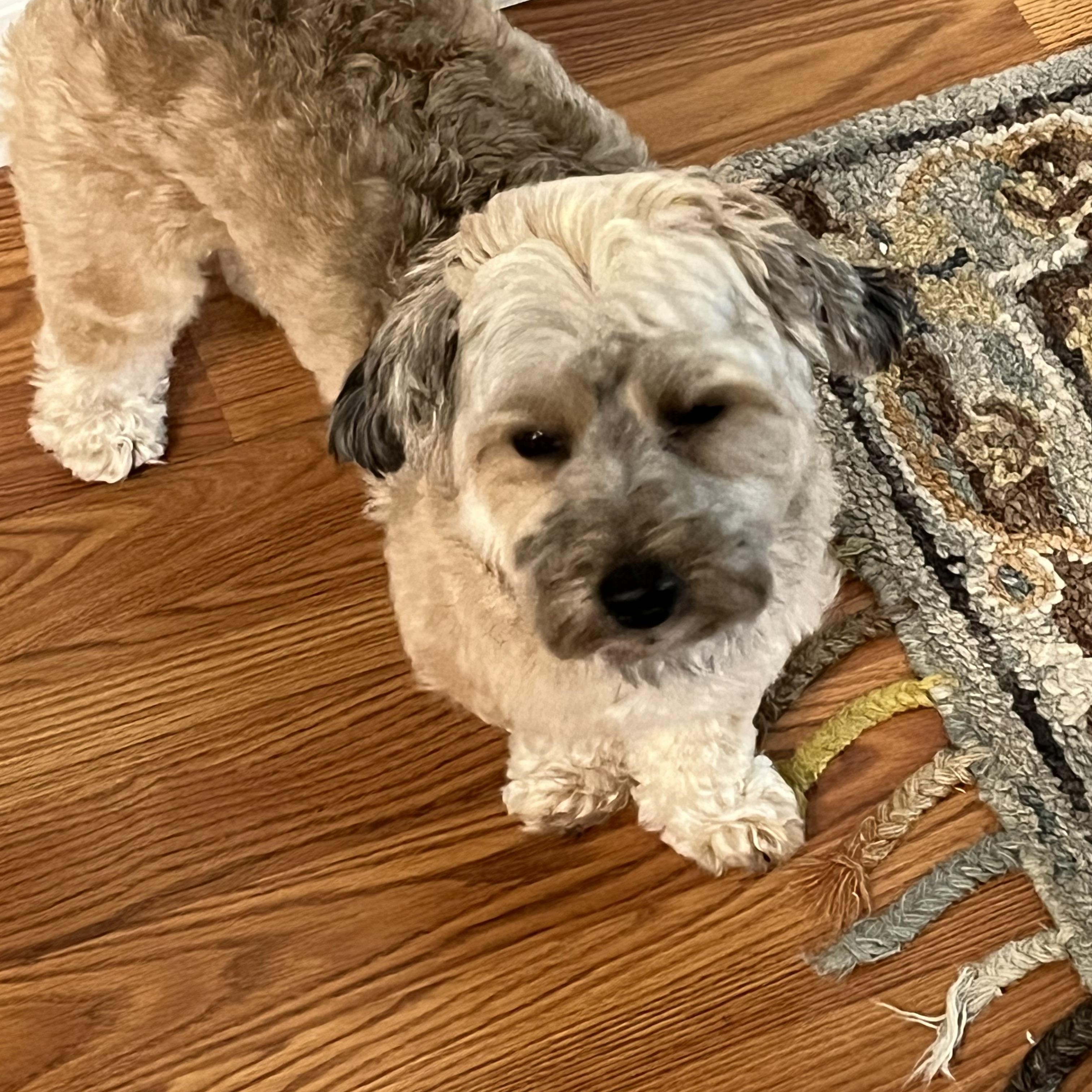 Cleo, an adopted Yorkie Poo in Bradenton, FL image 4/4