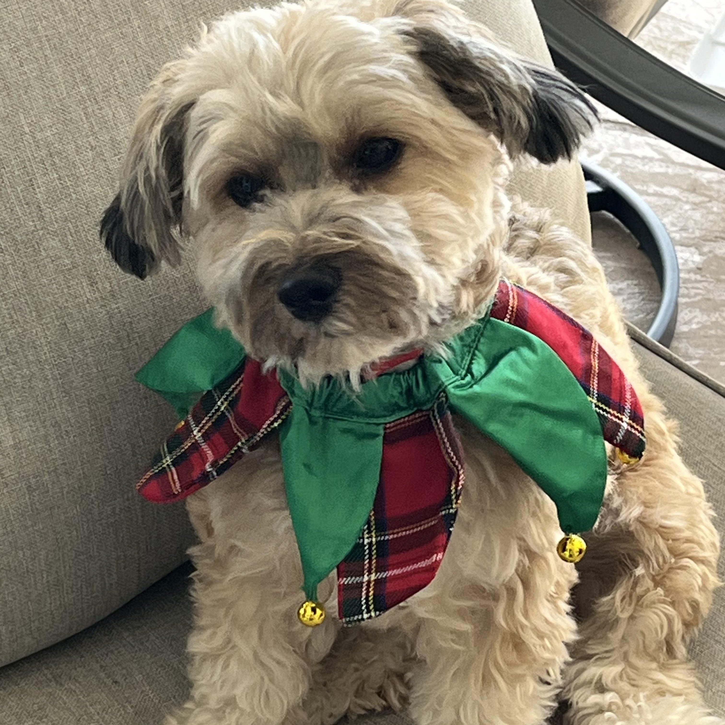 Cleo, an adopted Yorkie Poo in Bradenton, FL image 3/4