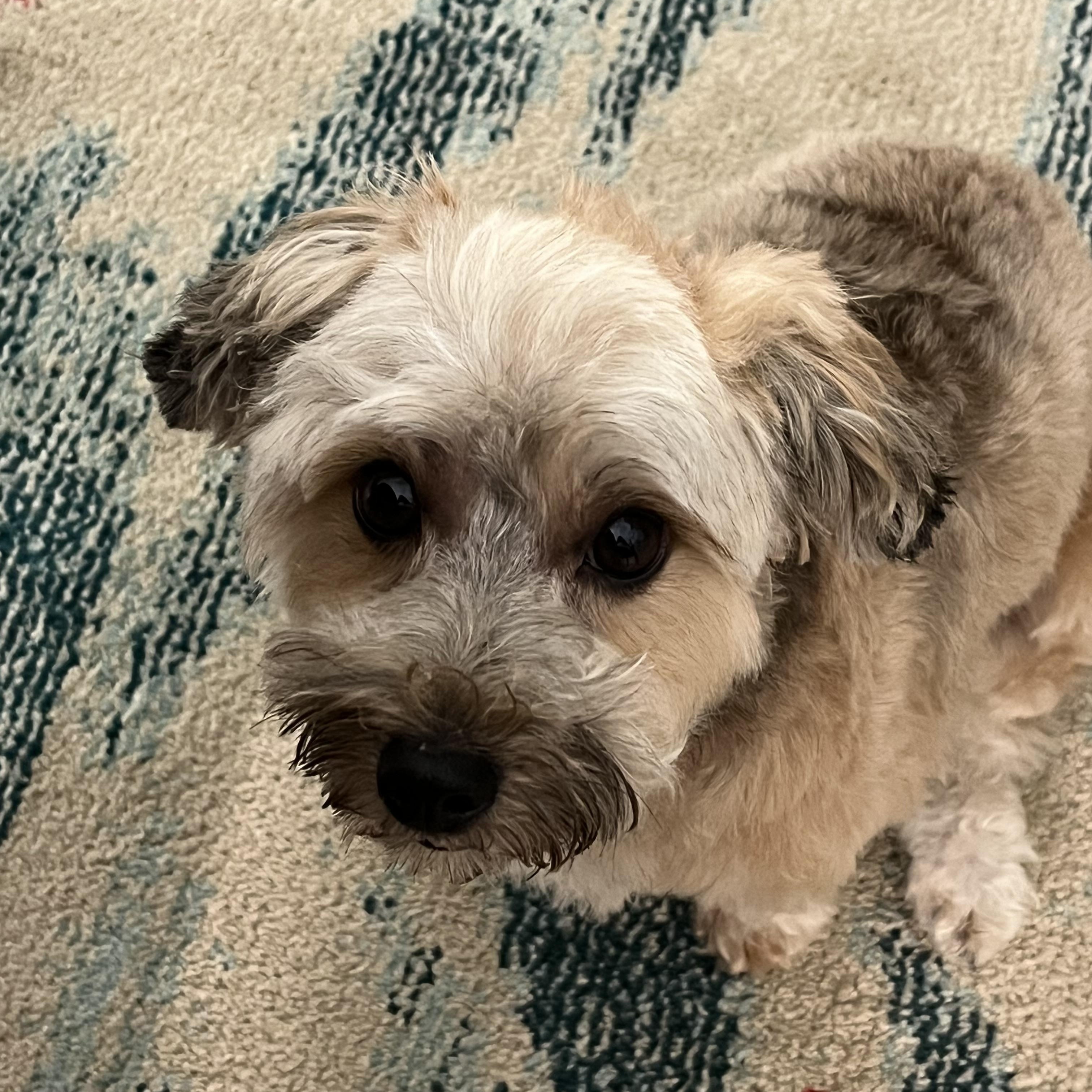 Cleo, an adopted Yorkie Poo in Bradenton, FL image 2/4