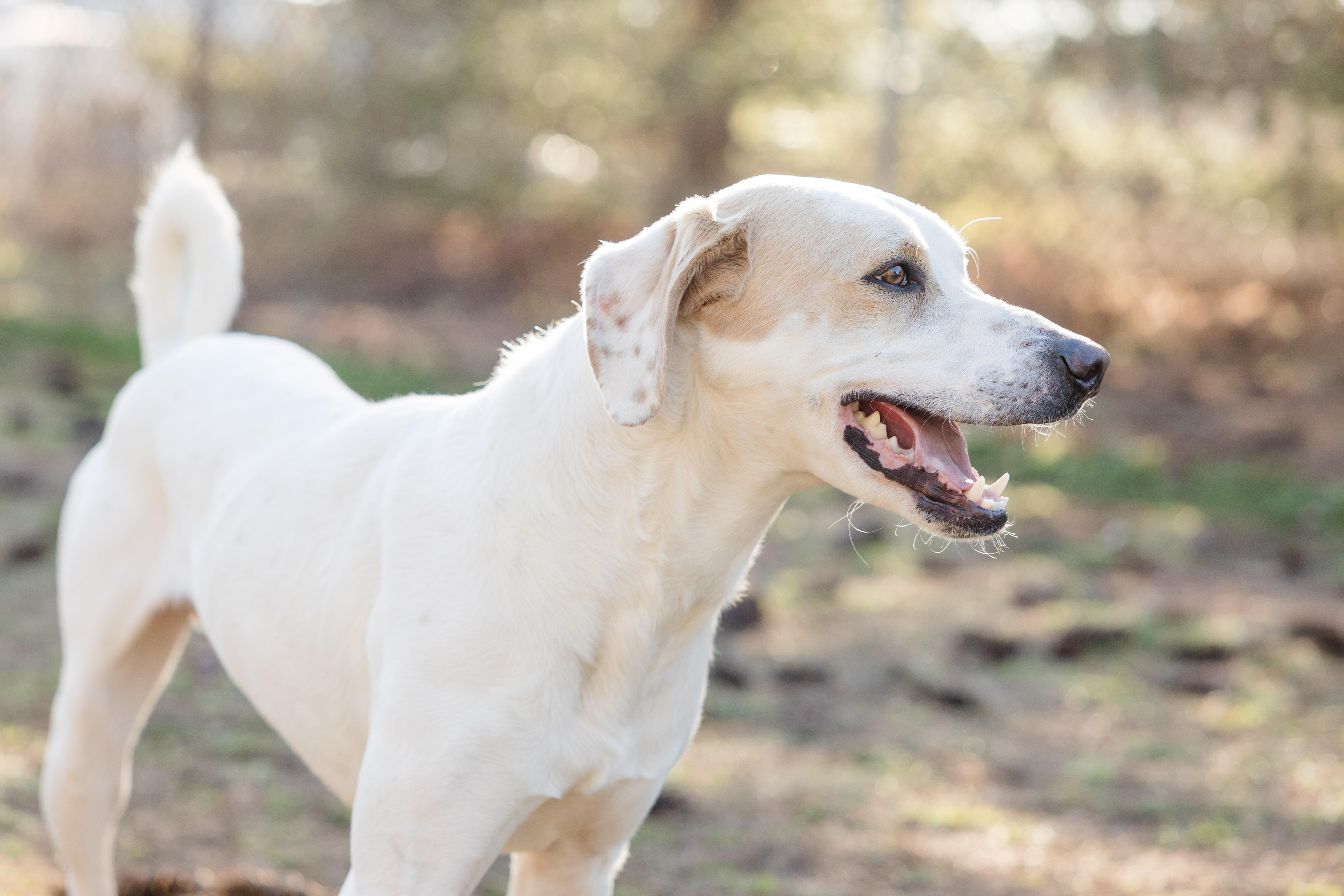 Enlarge Rowdy, a ADOPTABLE mixed breed in Newburgh, IN image 4/4