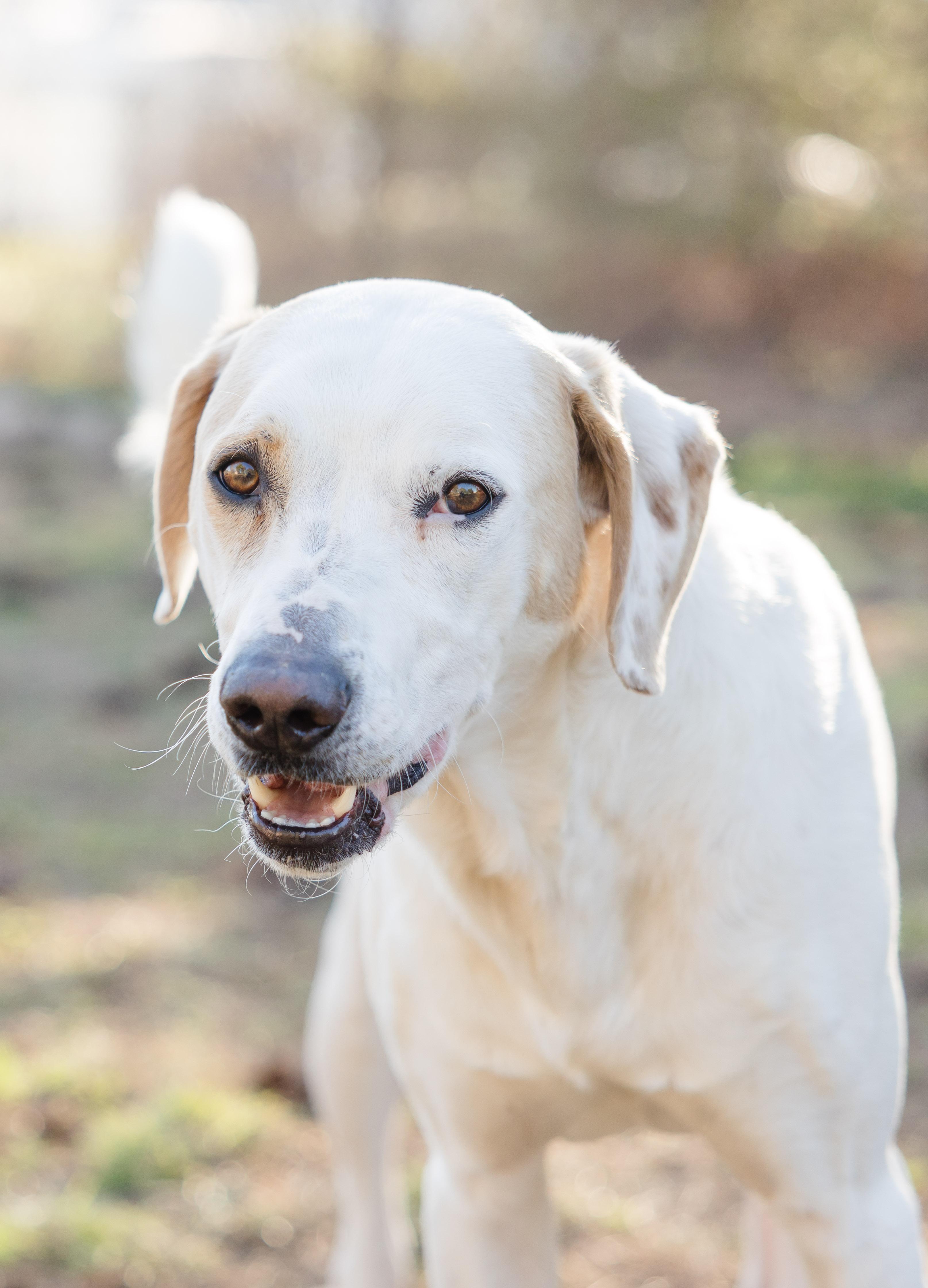 Rowdy, ADOPTABLE, Adult Male English Setter & Great Dane.
