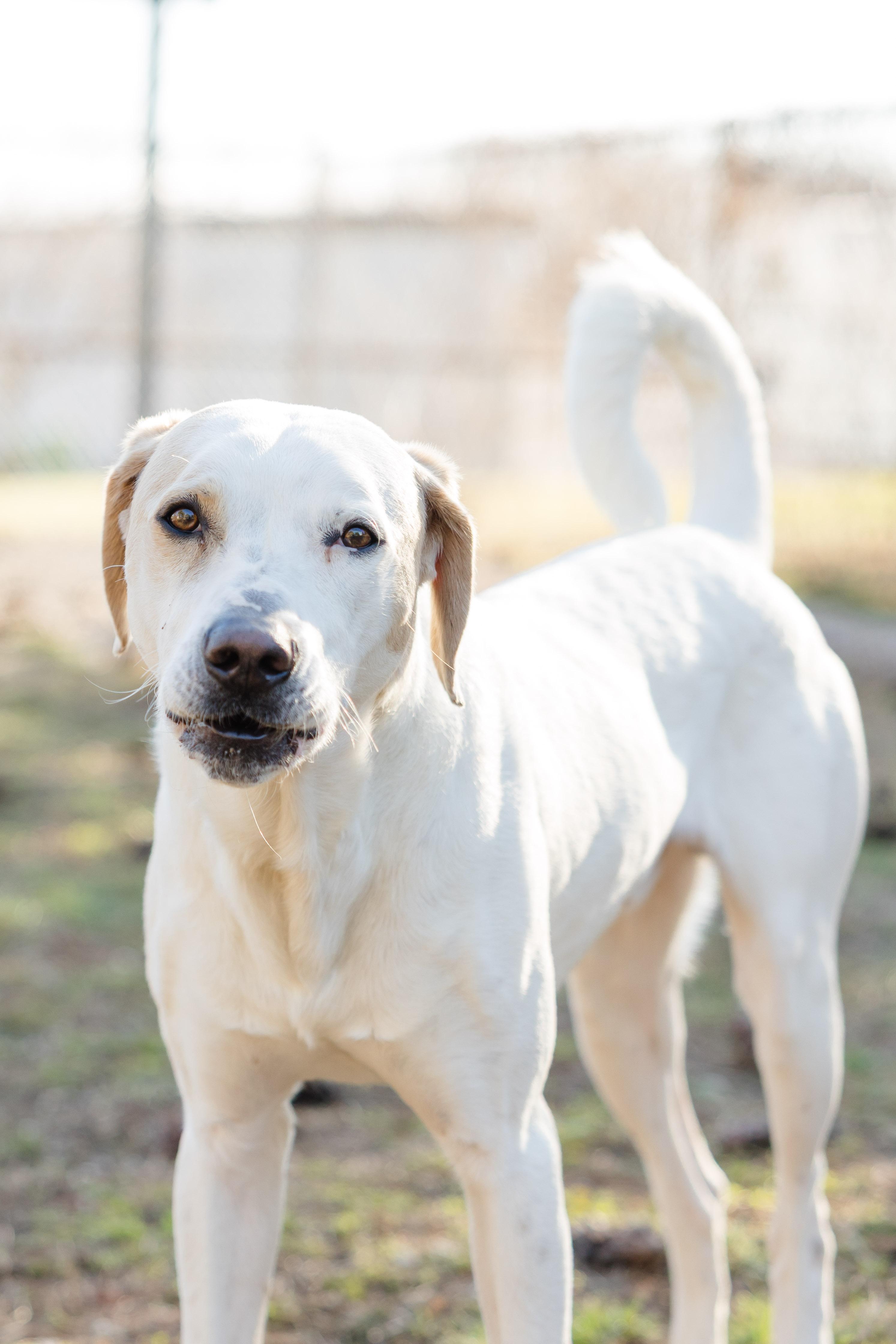 Enlarge Rowdy, a ADOPTABLE mixed breed in Newburgh, IN image 2/4