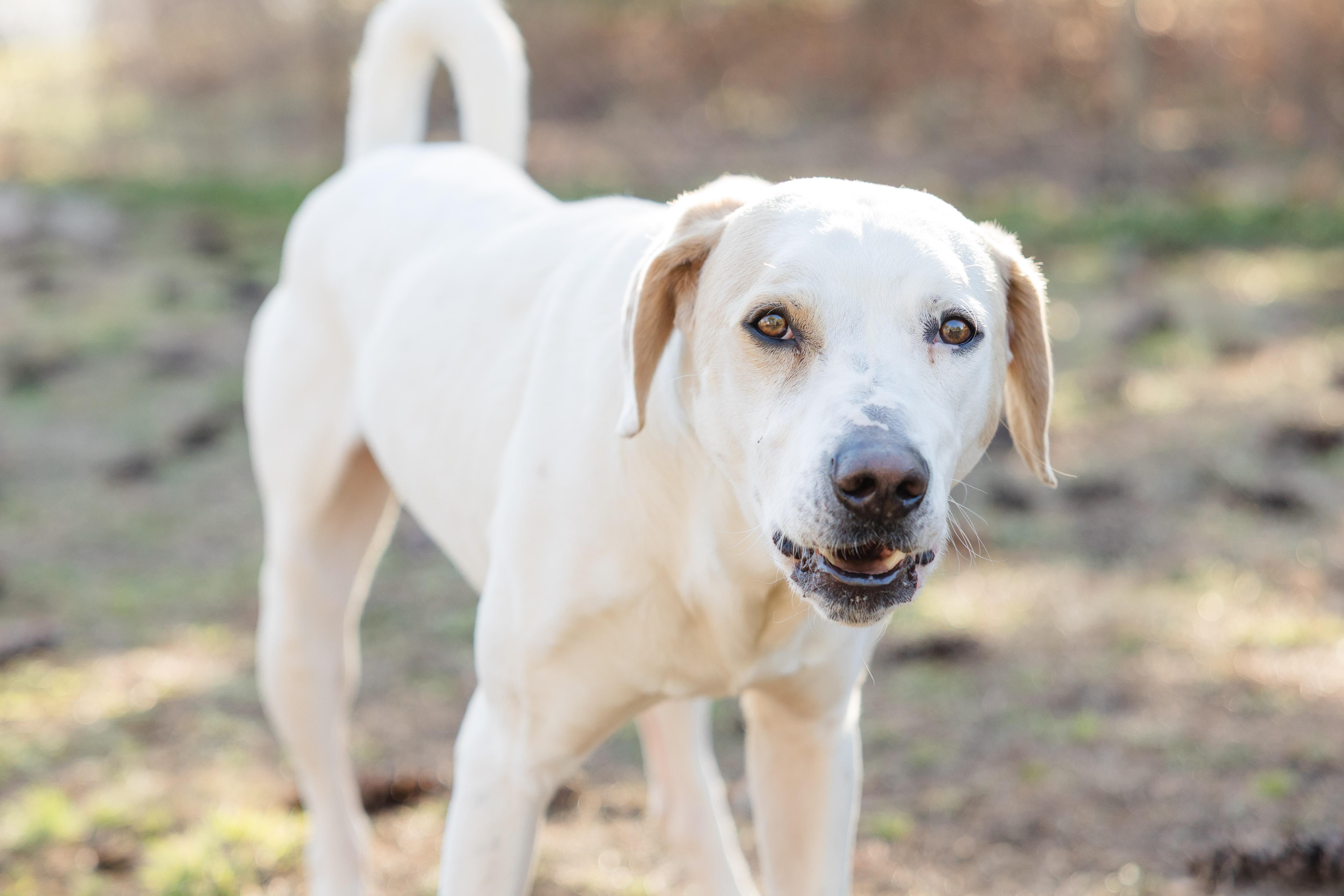 Enlarge Rowdy, a ADOPTABLE mixed breed in Newburgh, IN image 3/4