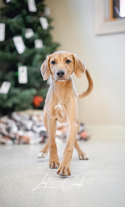 Enlarge Spruce, a Adoptable mixed breed in Kalispell, MT image 2/3