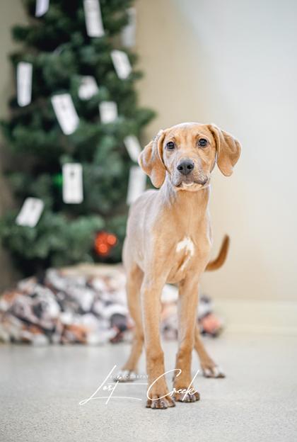 Enlarge Spruce, a Adoptable mixed breed in Kalispell, MT image 3/3