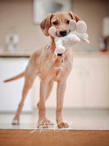 Spruce, Adoptable, Young Male Hound & Mixed Breed.