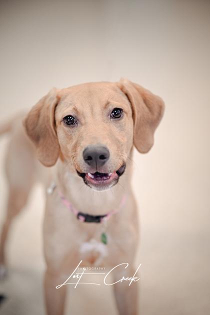 Spruce, a Adoptable mixed breed in Kalispell, MT image 2/3
