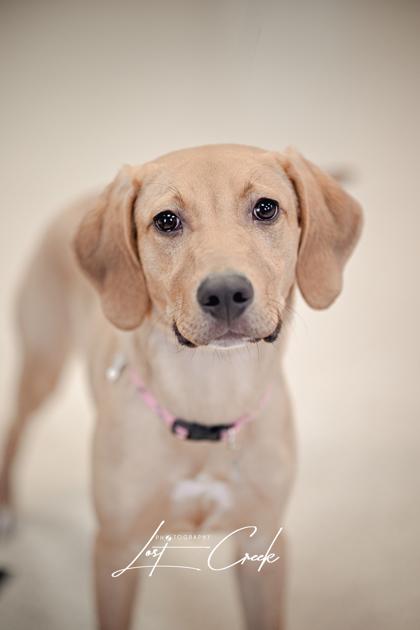 Spruce, a Adoptable mixed breed in Kalispell, MT image 3/3