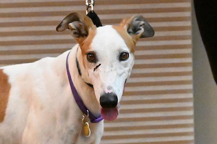 Candi, Adoptable, Adult Female Greyhound.