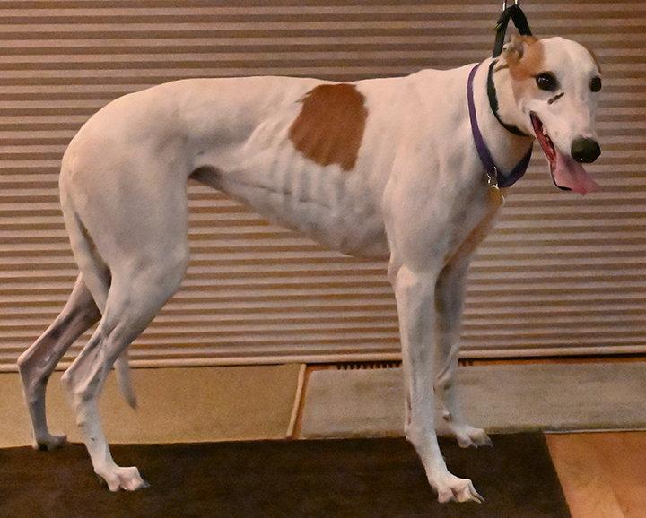 Enlarge Candi, a Adoptable Greyhound in Minneapolis, MN image 2/3